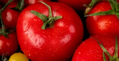 How Lycopene Powder Supports Skin Health